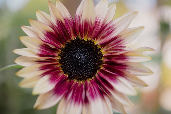Fleur naturelle illustrant l’alliance entre tradition et innovation dans les soins certifiés COSMOS NATURAL ou ORGANIC – KALYAË ORIGIN