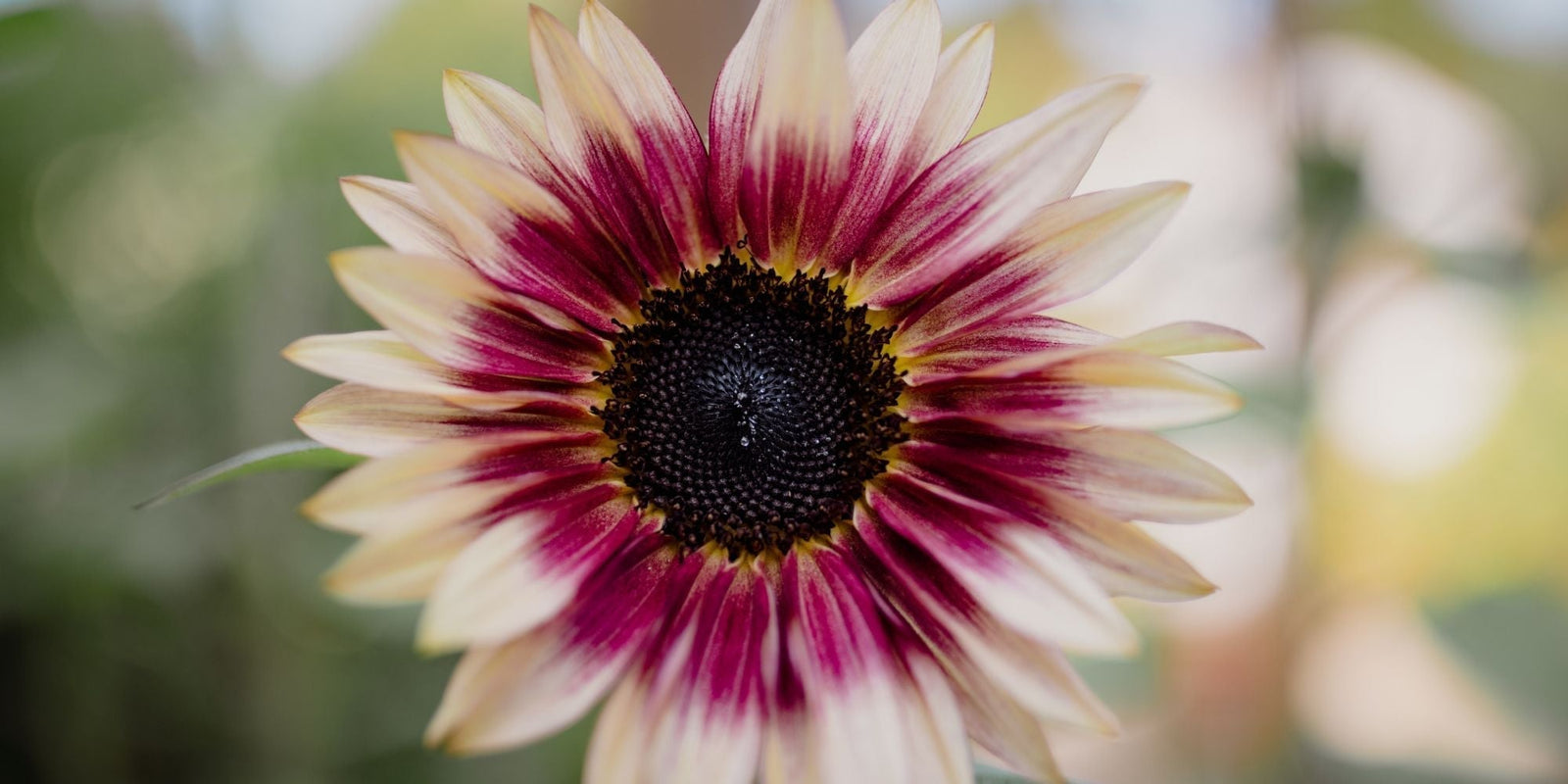 Fleur naturelle illustrant l’alliance entre tradition et innovation dans les soins certifiés COSMOS NATURAL ou ORGANIC – KALYAË ORIGIN