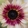 Fleur naturelle illustrant l’alliance entre tradition et innovation dans les soins certifiés COSMOS NATURAL ou ORGANIC – KALYAË ORIGIN