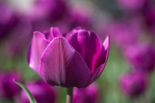 Fleur violette symbolisant l’intégration harmonieuse des soins naturels certifiés COSMOS NATURAL ou ORGANIC dans la routine quotidienne – KALYAË ORIGIN