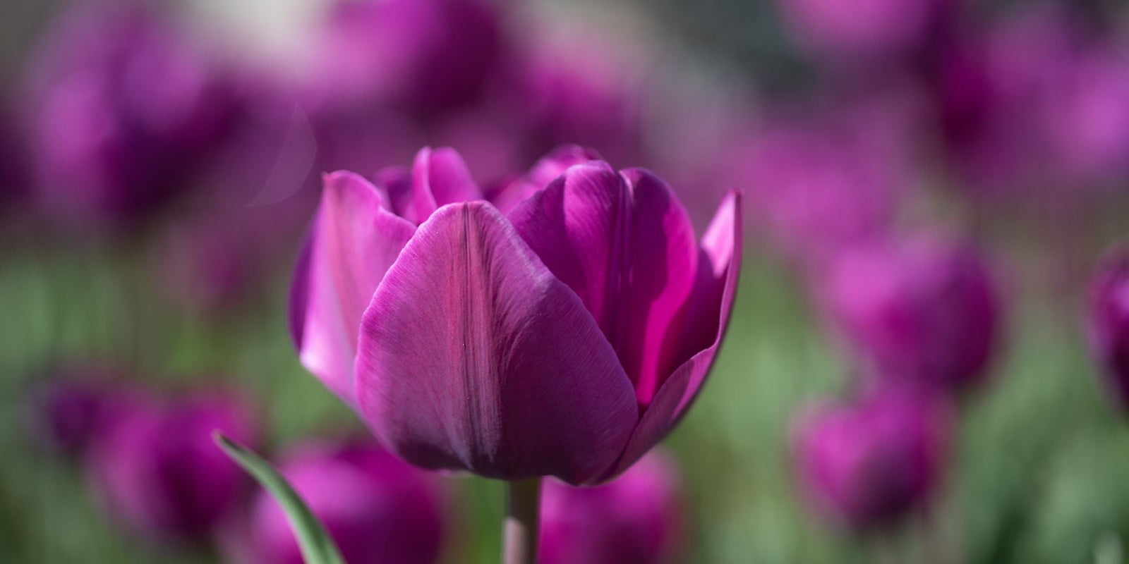 Fleur violette symbolisant l’intégration harmonieuse des soins naturels certifiés COSMOS NATURAL ou ORGANIC dans la routine quotidienne – KALYAË ORIGIN