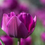 Fleur violette symbolisant l’intégration harmonieuse des soins naturels certifiés COSMOS NATURAL ou ORGANIC dans la routine quotidienne – KALYAË ORIGIN