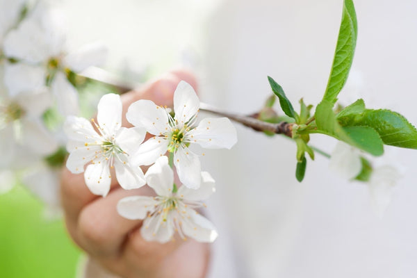 Fleurs blanches symbolisant la pureté des soins naturels certifiés COSMOS NATURAL ou ORGANIC – KALYAË ORIGIN