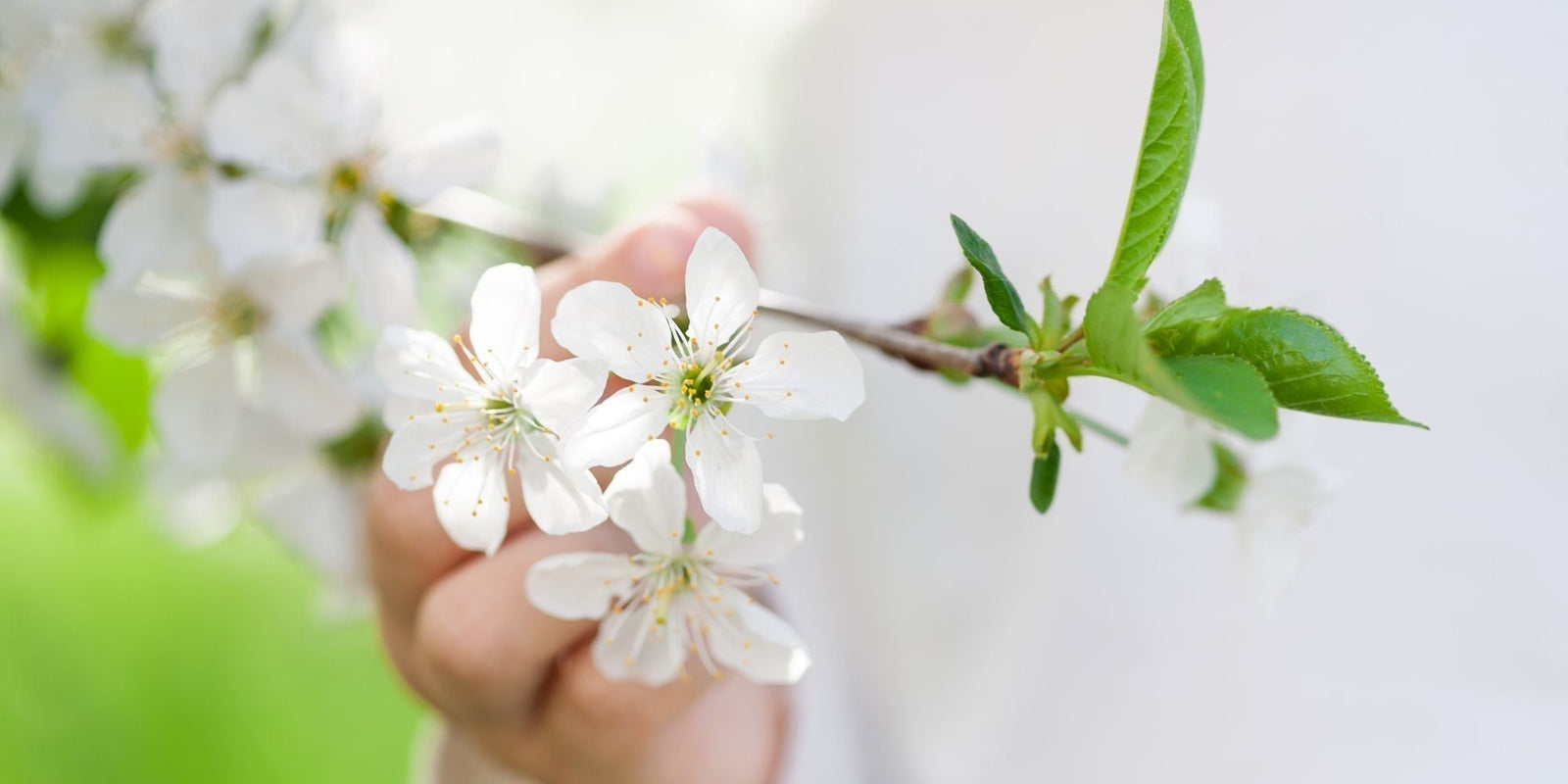 Fleurs blanches symbolisant la pureté des soins naturels certifiés COSMOS NATURAL ou ORGANIC – KALYAË ORIGIN