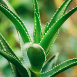Aloe vera apaisante et revitalisante utilisée dans les soins certifiés COSMOS NATURAL par Ecocert – KALYAË ORIGIN