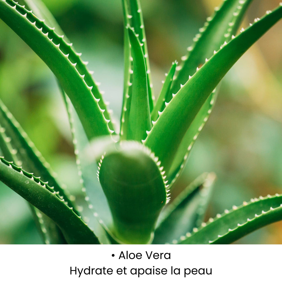 Aloe Vera utilisée dans les soins KALYAË ORIGIN, reconnue pour hydrater intensément et apaiser la peau.