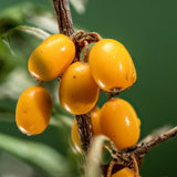 Baies d’argousier sources d’huile régénérante et antioxydante utilisées dans les soins certifiés COSMOS NATURAL et ORGANIC par Ecocert – KALYAË ORIGIN