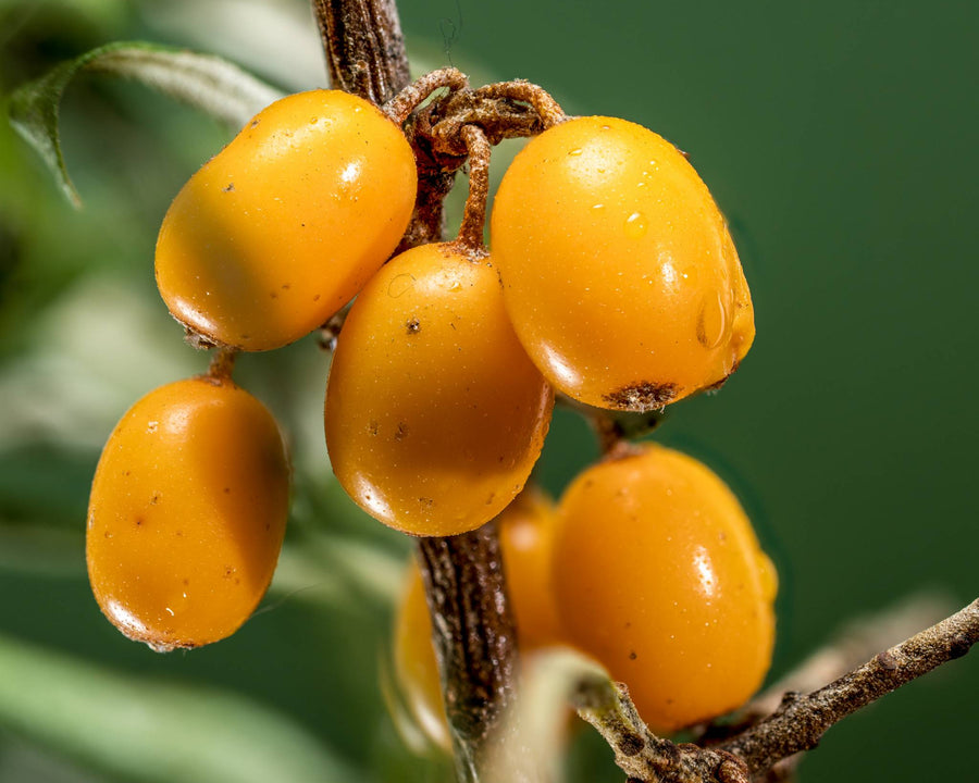 Baies d’argousier sources d’huile régénérante et antioxydante utilisées dans les soins certifiés COSMOS NATURAL et ORGANIC par Ecocert – KALYAË ORIGIN