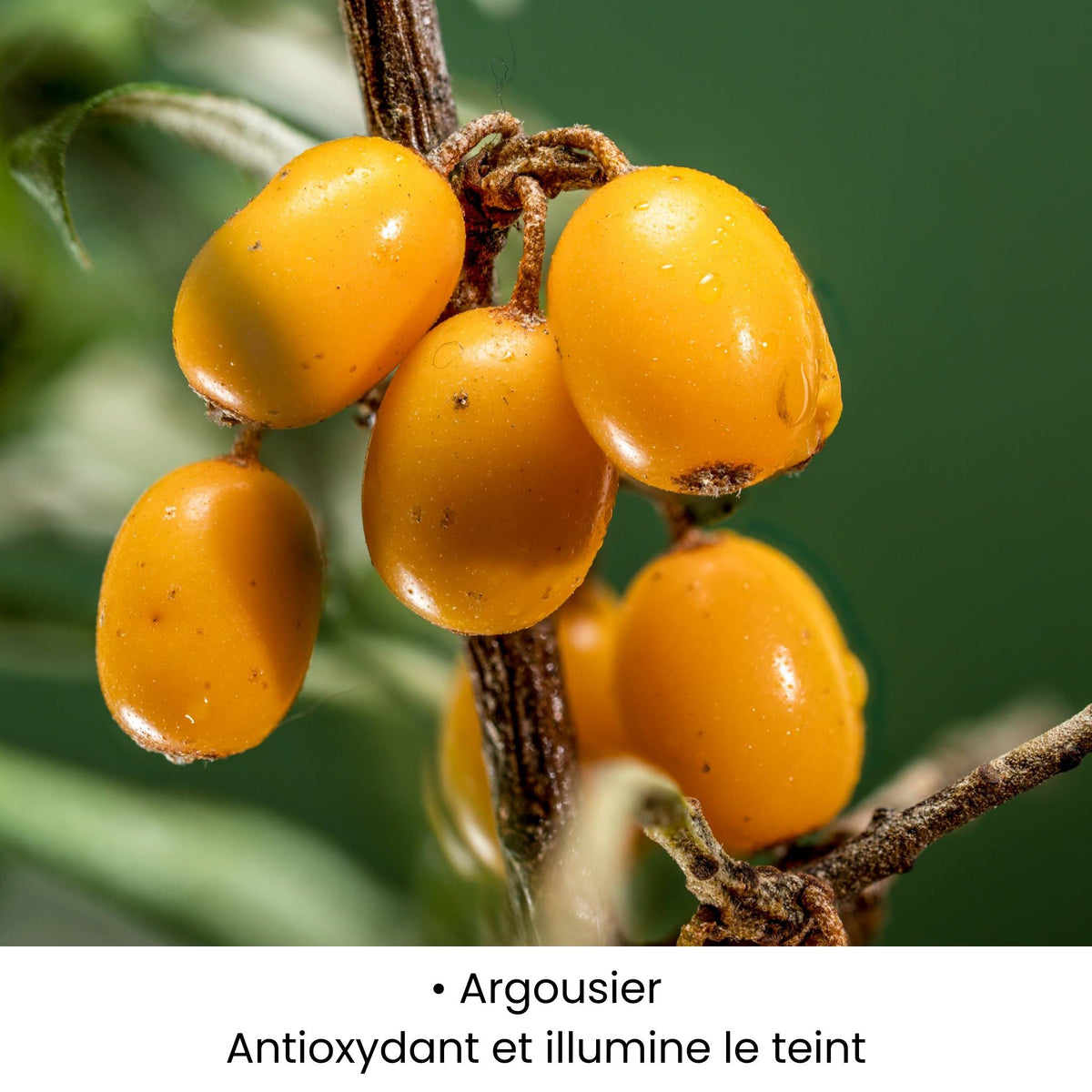 Baies d’Argousier utilisées dans les soins KALYAË ORIGIN, reconnues pour leurs propriétés antioxydantes et leur action illuminatrice sur le teint.