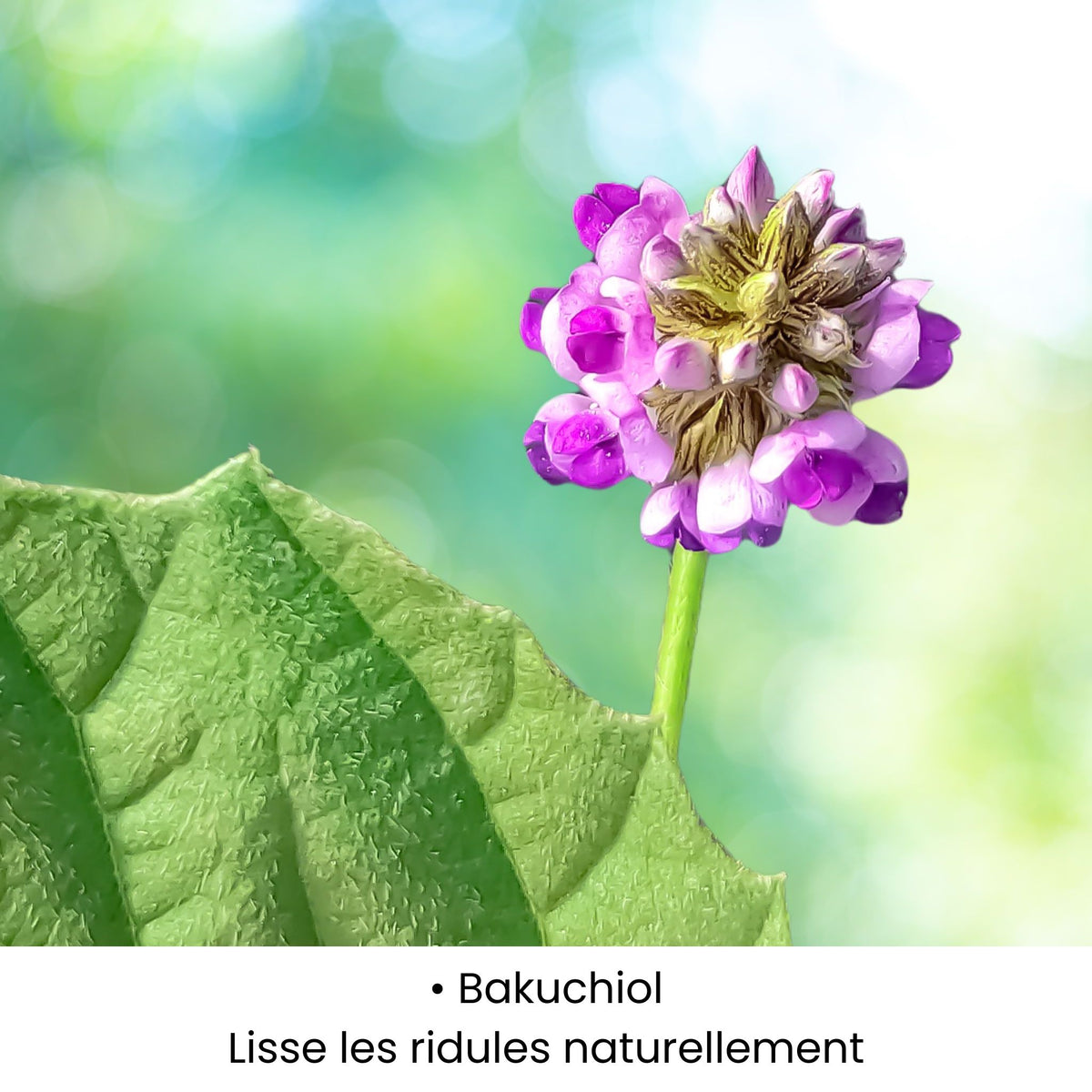 Bakuchiol utilisé dans les soins KALYAË ORIGIN, reconnu pour lisser les ridules et améliorer l’aspect de la peau naturellement.