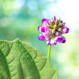 Bakuchiol actif végétal anti-âge utilisé dans les soins certifiés COSMOS ORGANIC par Ecocert – KALYAË ORIGIN