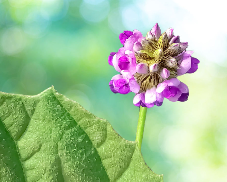Bakuchiol actif végétal anti-âge utilisé dans les soins certifiés COSMOS ORGANIC par Ecocert – KALYAË ORIGIN