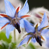 Fleur de bourrache source d’huile régénérante utilisée dans les soins certifiés COSMOS ORGANIC par Ecocert – KALYAË ORIGIN