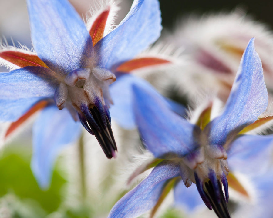 Fleur de bourrache source d’huile régénérante utilisée dans les soins certifiés COSMOS ORGANIC par Ecocert – KALYAË ORIGIN