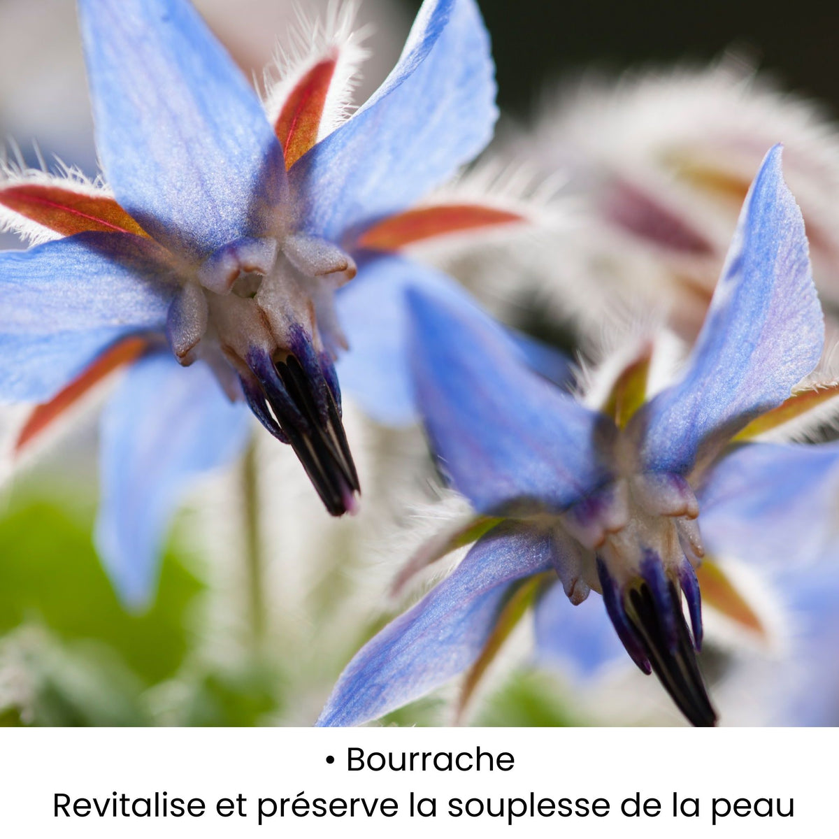 Fleur de Bourrache utilisée dans les soins KALYAË ORIGIN, reconnue pour revitaliser et préserver la souplesse de la peau.