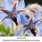 Fleur de Bourrache utilisée dans les soins KALYAË ORIGIN, reconnue pour revitaliser et préserver la souplesse de la peau.