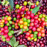 Caféine végétale énergisante et défatigante utilisée dans les soins certifiés COSMOS NATURAL par Ecocert – KALYAË ORIGIN