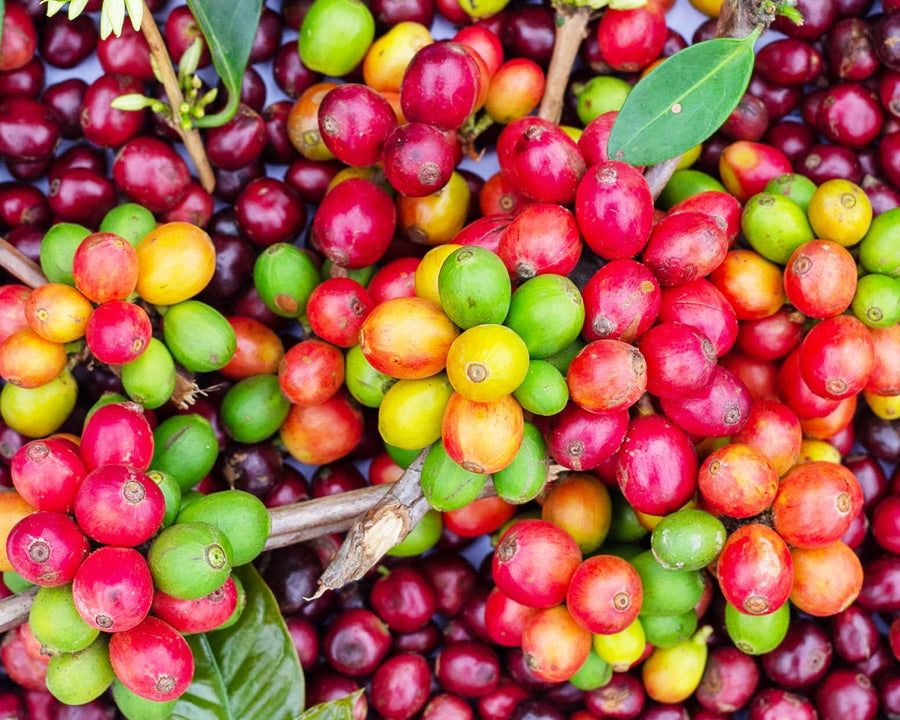 Caféine végétale énergisante et défatigante utilisée dans les soins certifiés COSMOS NATURAL par Ecocert – KALYAË ORIGIN