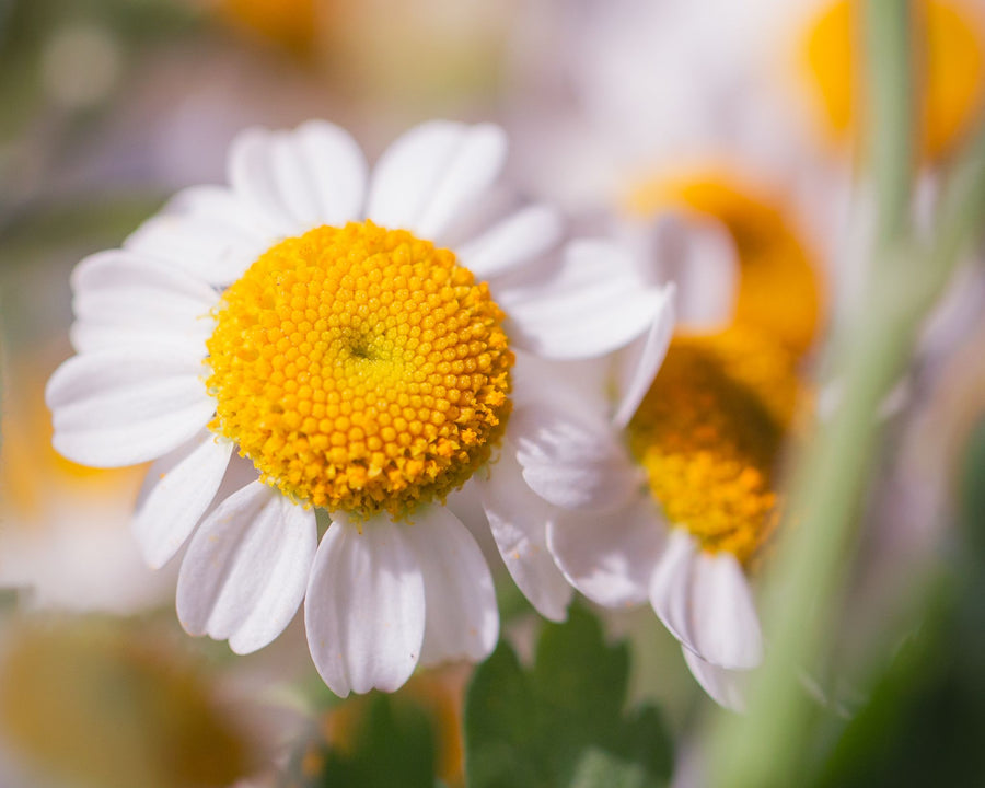 Camomille apaisante et adoucissante utilisée dans les soins certifiés COSMOS NATURAL par Ecocert – KALYAË ORIGIN