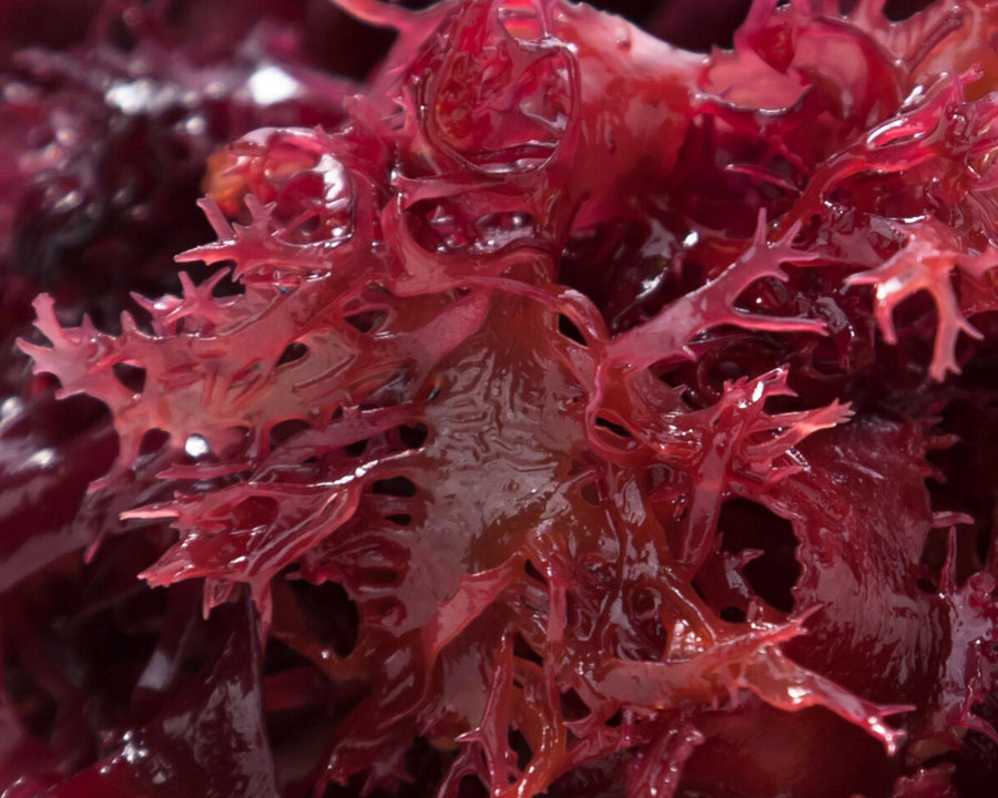Carraghénane hydratante et lissante utilisée dans les soins certifiés COSMOS NATURAL par Ecocert – KALYAË ORIGIN