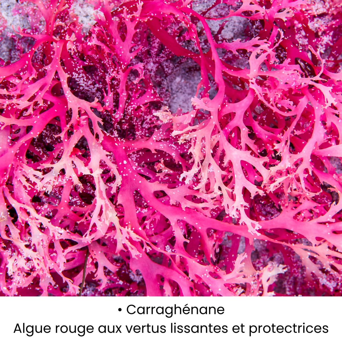 Carraghénane, algue rouge utilisée dans les soins KALYAË ORIGIN, reconnue pour ses vertus lissantes et protectrices