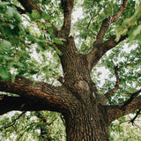 Écorce de chêne aux propriétés astringentes et fortifiantes utilisée dans les soins certifiés COSMOS NATURAL – KALYAË ORIGIN