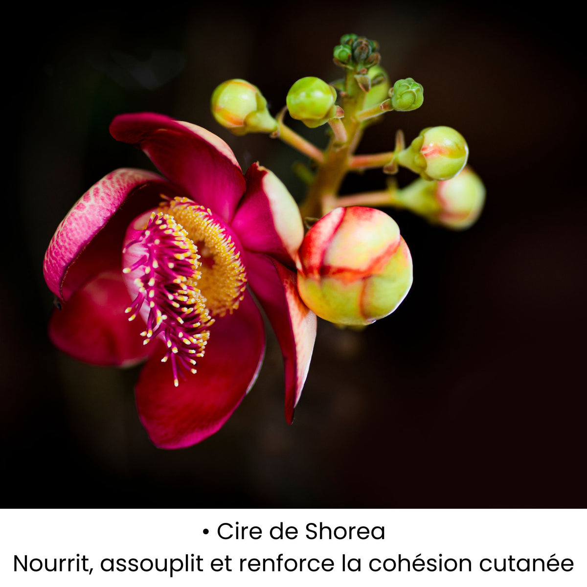 Cire de Shorea utilisée dans les soins KALYAË ORIGIN, reconnue pour nourrir, assouplir et renforcer la cohesion cutanée.