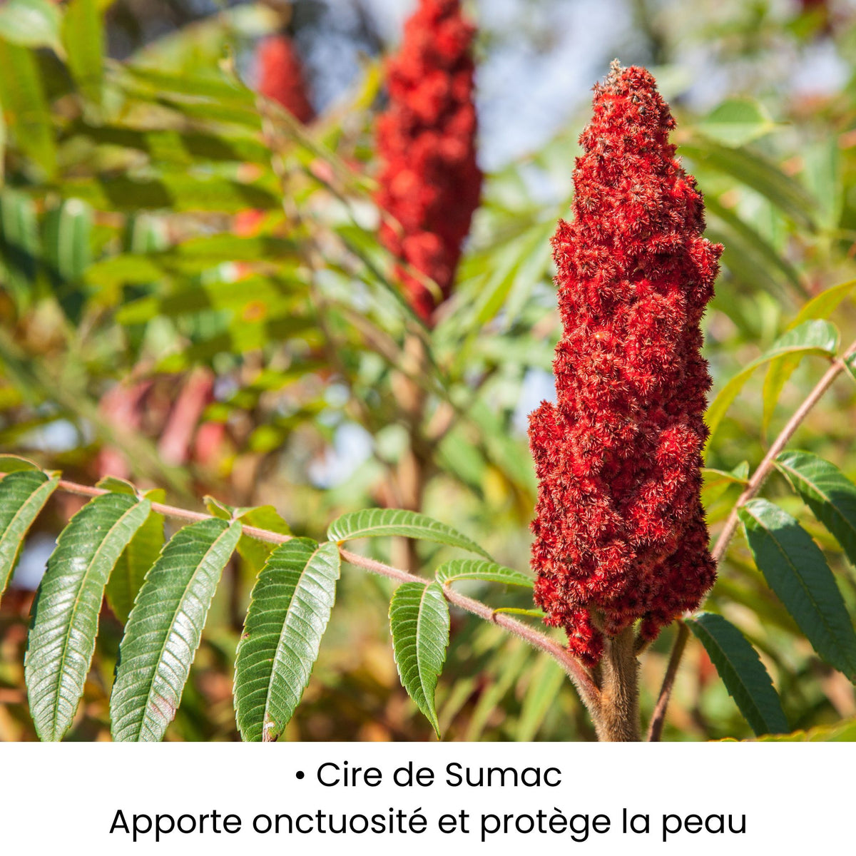 Cire de Sumac utilisée dans les soins KALYAË ORIGIN, reconnue pour apporter onctuosité et protéger la peau.