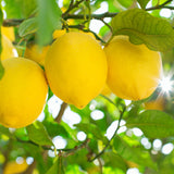 Citron riche en vitamine C aux propriétés éclat et antioxydantes utilisé dans les soins certifiés COSMOS NATURAL – KALYAË ORIGIN
