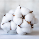 Coton source d’huile adoucissante et protectrice utilisé dans les soins certifiés COSMOS NATURAL – KALYAË ORIGIN