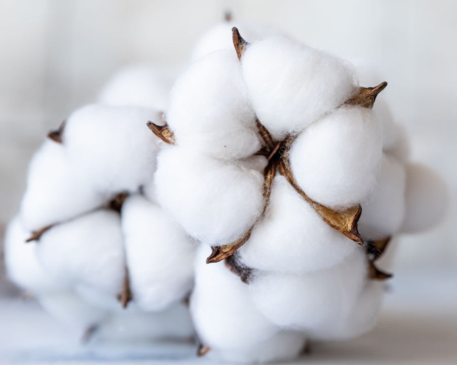 Coton source d’huile adoucissante et protectrice utilisé dans les soins certifiés COSMOS NATURAL – KALYAË ORIGIN
