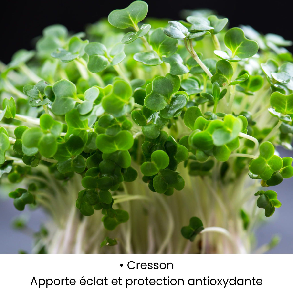 Cresson utilisé dans les soins KALYAË ORIGIN, reconnu pour apporter éclat et protection antioxydante à la peau.