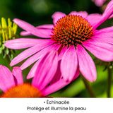 Fleur d’Échinacée utilisée dans les soins KALYAË ORIGIN, reconnue pour protéger et illuminer la peau.