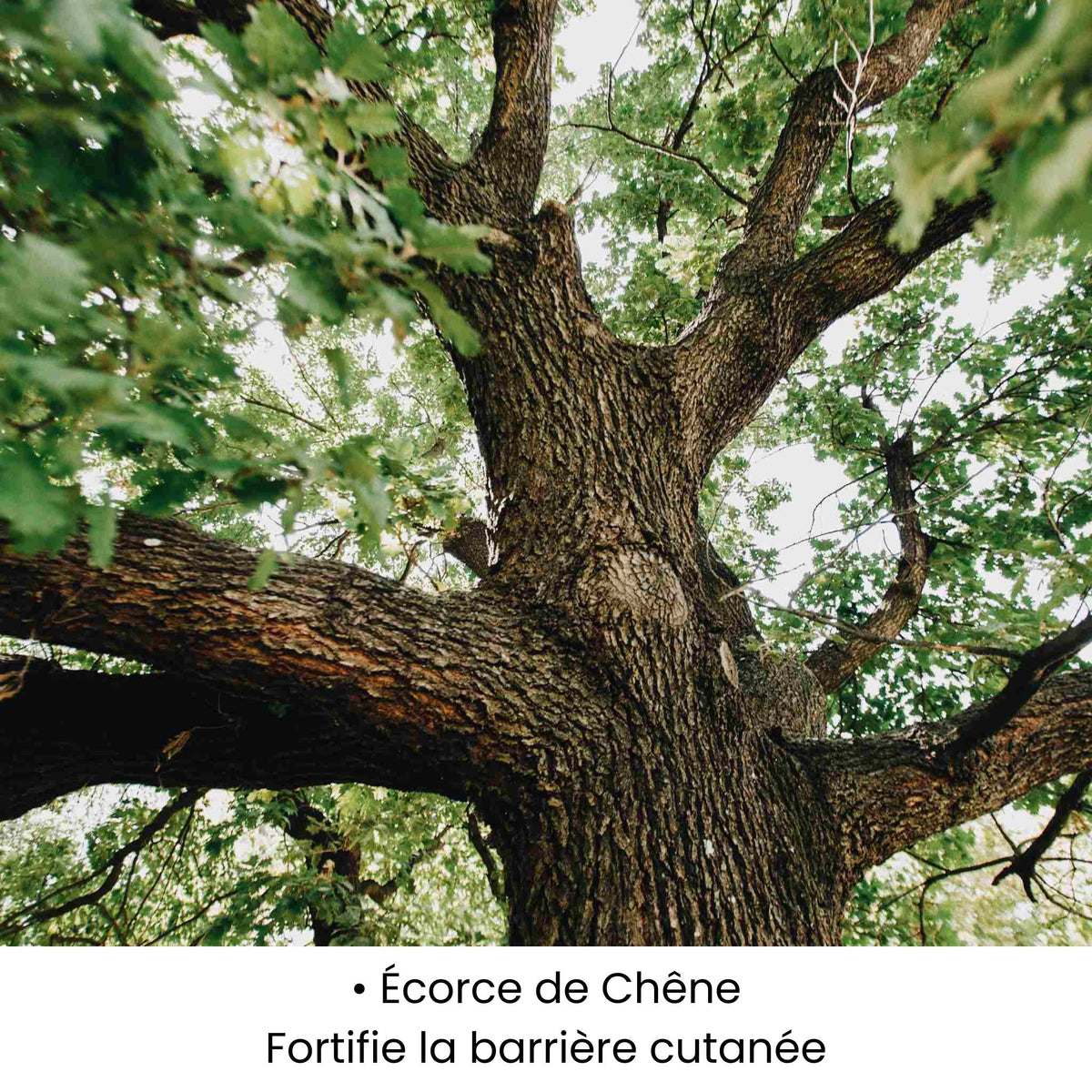 Écorce de Chêne utilisée dans les soins KALYAË ORIGIN, reconnue pour fortifier et protéger la barrière cutanée.