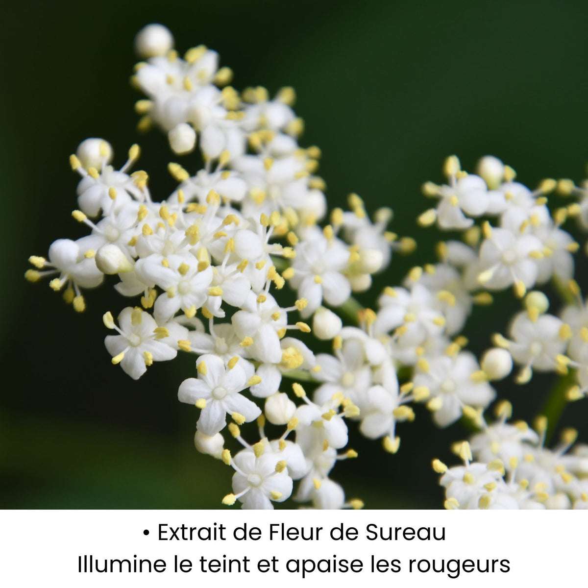 Extrait de Fleur de Sureau utilisé dans les soins KALYAË ORIGIN, reconnu pour illuminer le teint et apaiser les rougeurs.