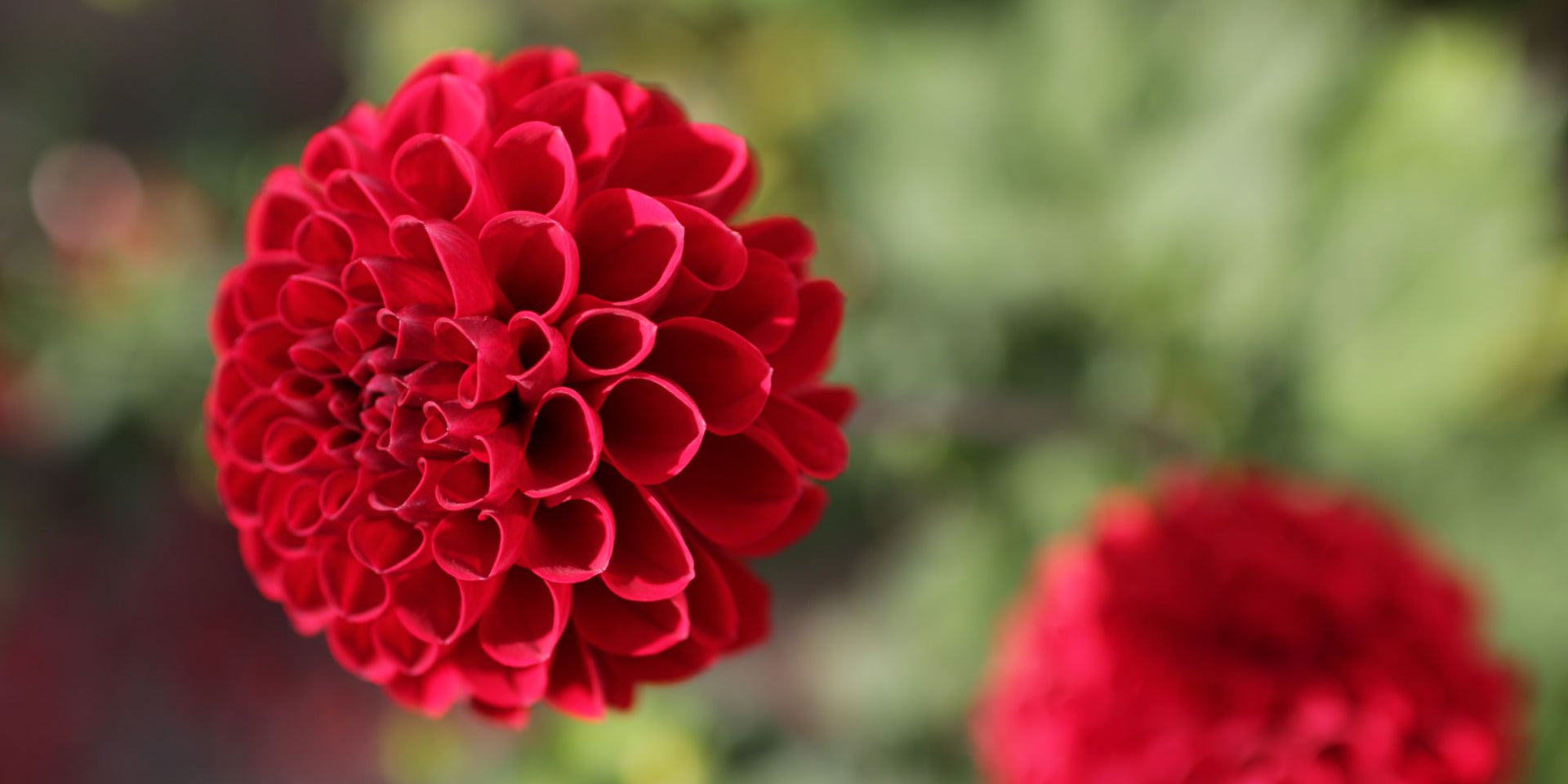 Fleur rouge symbolisant la beauté du soin naturel certifié COSMOS NATURAL ou ORGANIC – KALYAË ORIGIN