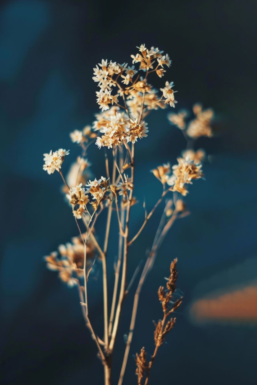 Fleurs séchées illustrant l’authenticité et la naturalité des soins certifiés COSMOS NATURAL ou ORGANIC – KALYAË ORIGIN