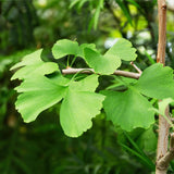 Feuille de Ginkgo biloba antioxydant naturel utilisé dans les soins certifiés COSMOS NATURAL – KALYAË ORIGIN