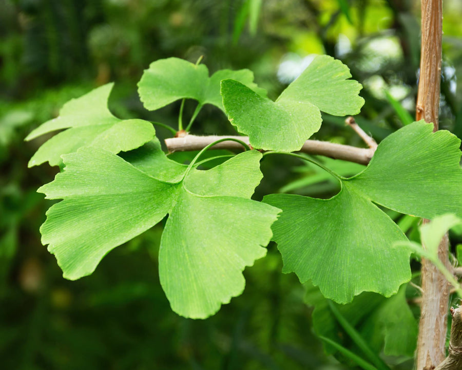 Feuille de Ginkgo biloba antioxydant naturel utilisé dans les soins certifiés COSMOS NATURAL – KALYAË ORIGIN