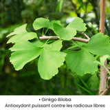Feuille de Ginkgo Biloba utilisée dans les soins KALYAË ORIGIN, reconnue pour son action antioxydante puissante contre les radicaux libres.