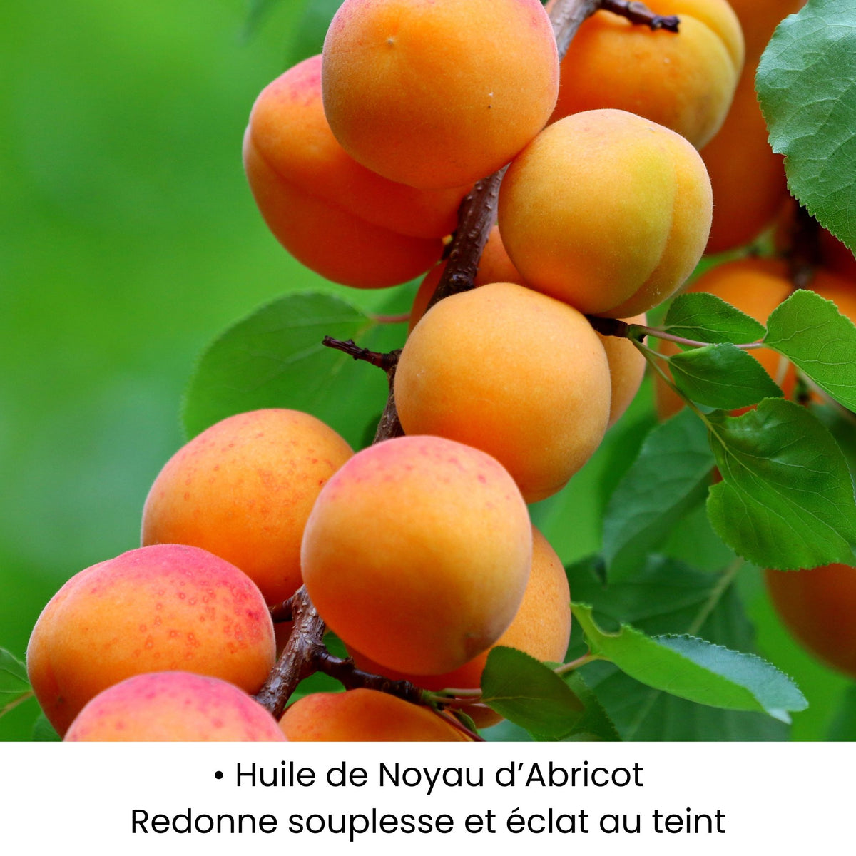 Huile de Noyau d’Abricot utilisée dans les soins KALYAË ORIGIN, reconnue pour redonner souplesse et éclat au teint.