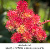 Huile de ricin utilisée dans les soins KALYAË ORIGIN, reconnue pour nourrir intensément et renforcer la souplesse cutanée.