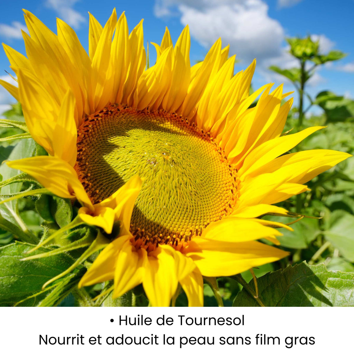 Huile de Tournesol utilisée dans les soins KALYAË ORIGIN, reconnue pour nourrir et adoucir la peau sans laisser de film gras.