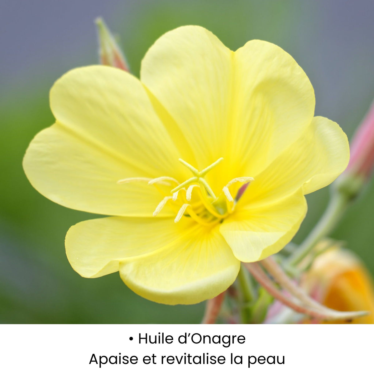 Huile d'onagre utilisée dans les soins KALYAË ORIGIN, reconnue pour ses propriétés apaisantes et revitalisantes.