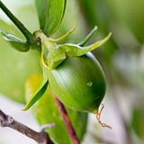 Graine de jojoba source d’huile équilibrante et protectrice utilisée dans les soins certifiés COSMOS NATURAL – KALYAË ORIGIN