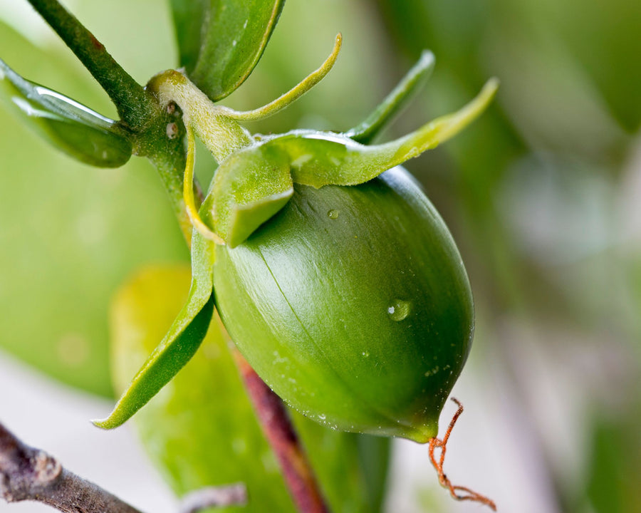 Graine de jojoba source d’huile équilibrante et protectrice utilisée dans les soins certifiés COSMOS NATURAL – KALYAË ORIGIN