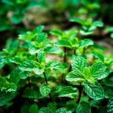 Menthe poivrée rafraîchissante et apaisante utilisée dans les soins certifiés COSMOS ORGANIC par Ecocert – KALYAË ORIGIN