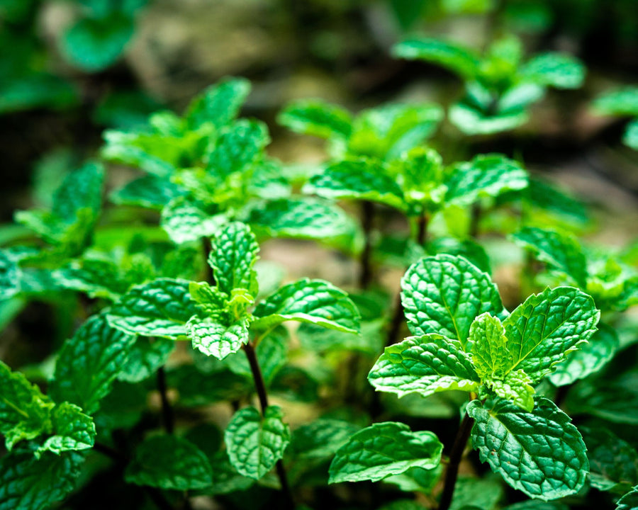 Menthe poivrée rafraîchissante et apaisante utilisée dans les soins certifiés COSMOS ORGANIC par Ecocert – KALYAË ORIGIN