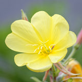 Fleur d’onagre source d’huile végétale apaisante utilisée dans les soins certifiés COSMOS ORGANIC par Ecocert – KALYAË ORIGIN