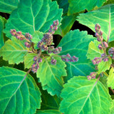 Patchouli régénérant et apaisant utilisé dans les soins certifiés COSMOS NATURAL par Ecocert – KALYAË ORIGIN